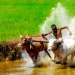 ox race kerala india god own country 64033696