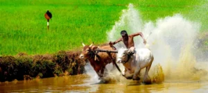 ox race kerala india god own country 64033696